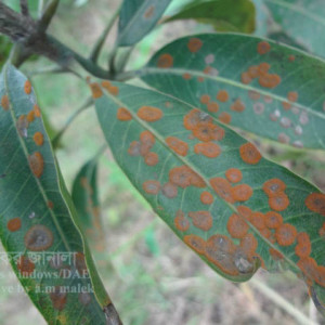 আমের লাল মরিচা রোগ