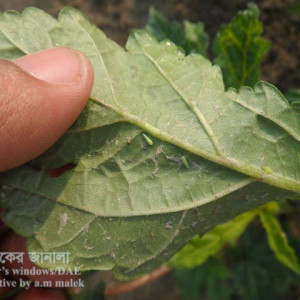 ঢেঁড়শের জেসিড পোকা