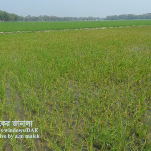 ধানে আয়রনের আধিক্য