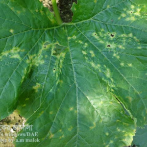 স্কোয়াশের ডাউনি মিলডিউ রোগ