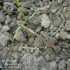 পেঁয়াজের চারার গোড়া পচা রোগ