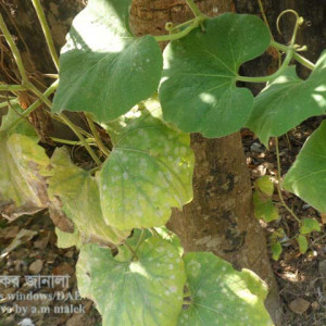 লাউয়ের পাউডারী মিলডিউ রোগ