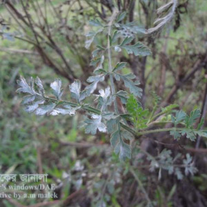 গাজরের পাউডারী মিলডিউ রোগ