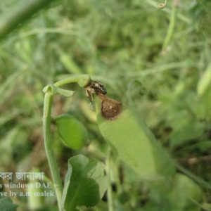 মটরশুঁটির গ্রে মোল্ড রোগ