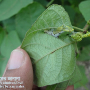 মুগের পাতামোড়ানো পোকা