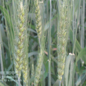 গমের জাবপোকা বা এফিড