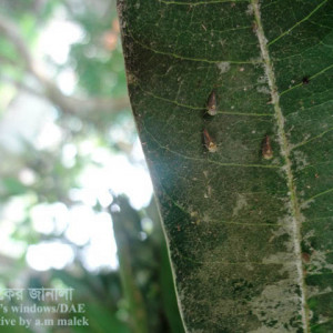 আমের শোষক পোকা বা হোপার